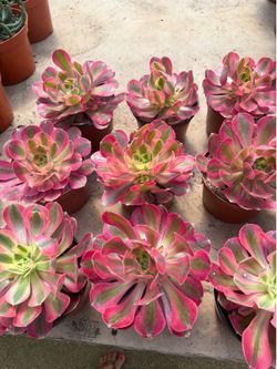 6” Pink Witch Aeonium