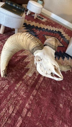 Desert big horn skull