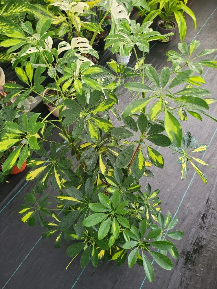Scheffera Veregeate Plant Also Known As a  Humbrela In a 10"pot 