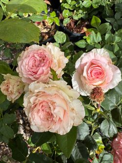 Sonia Rose