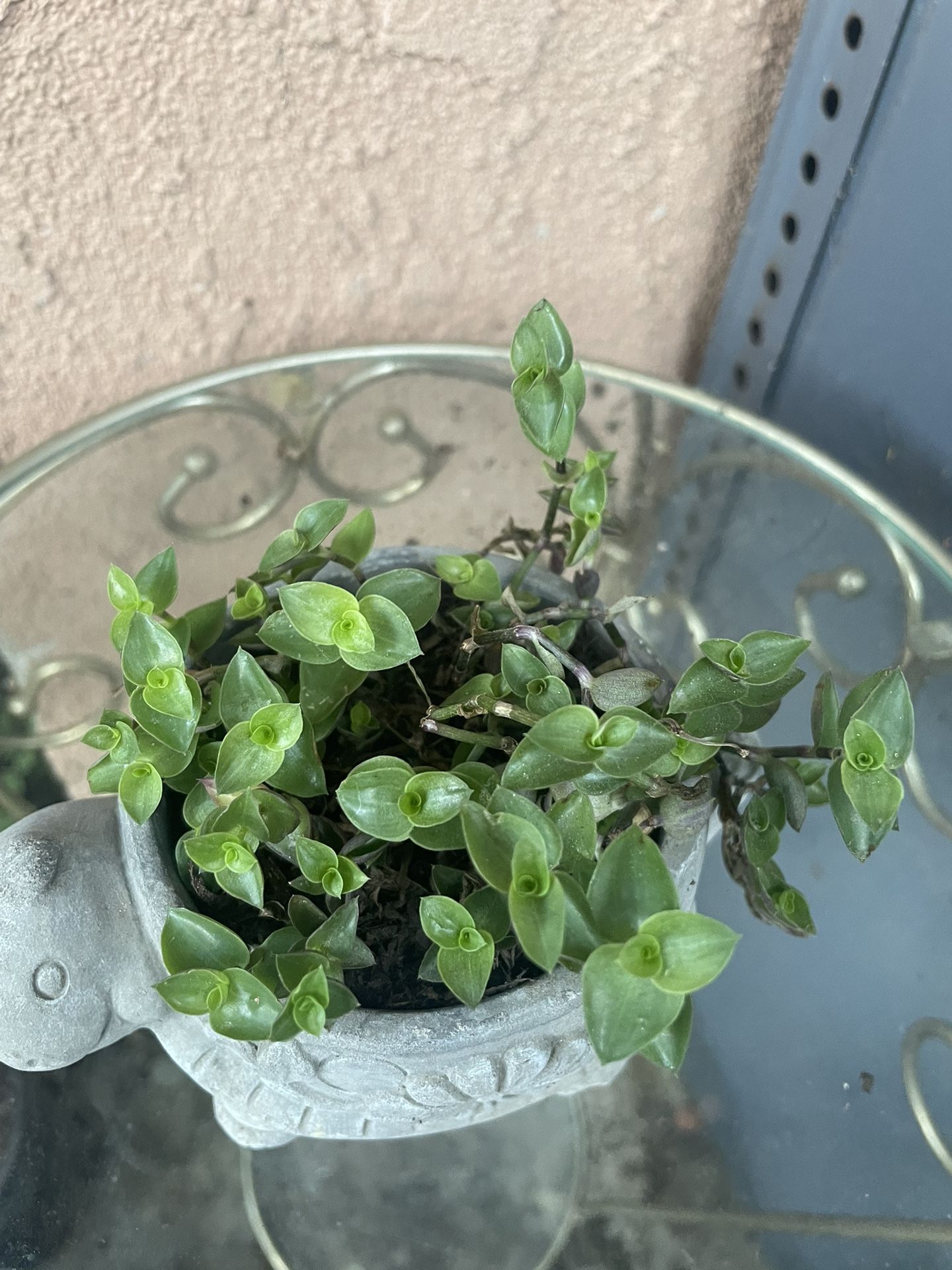 HERMOSAS PLANTAS NATURALES “TRADESCANTIA PLANT