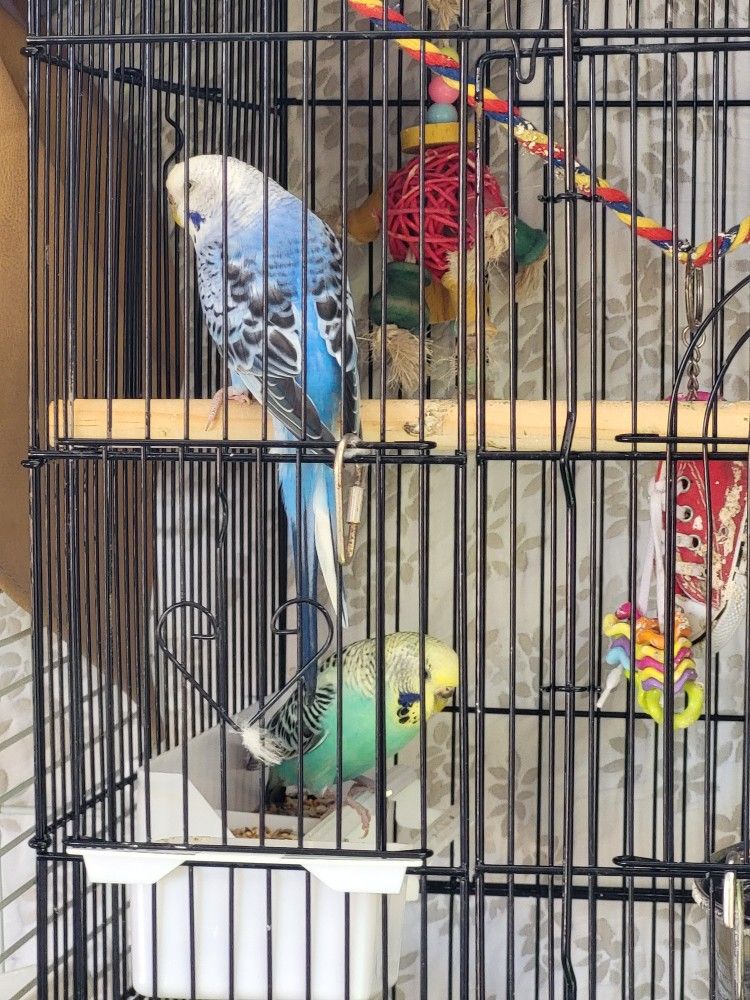Birds Cage