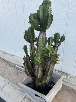 2 plants cactus and succulents