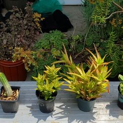 Succulents and Cactus