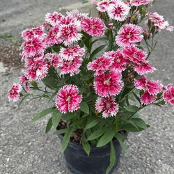 Colorful Dianthus – 1 Gallon Blooming Beauty for Just $6
