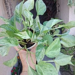 FINAL SALES "Marble Queen Pothos " $12