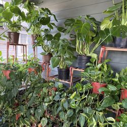 Tons Of Indoor Plants For $18 Each Except For Monstera’s 