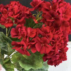 Different type Of Colored Geraniums And Zonal Geraniums❤️💜🤍🩷🧡