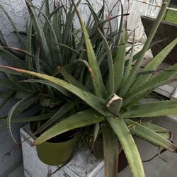 Gratis Dos Macetas De Sábila 