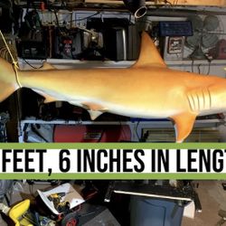 Hammerhead Shark Wall Mount.