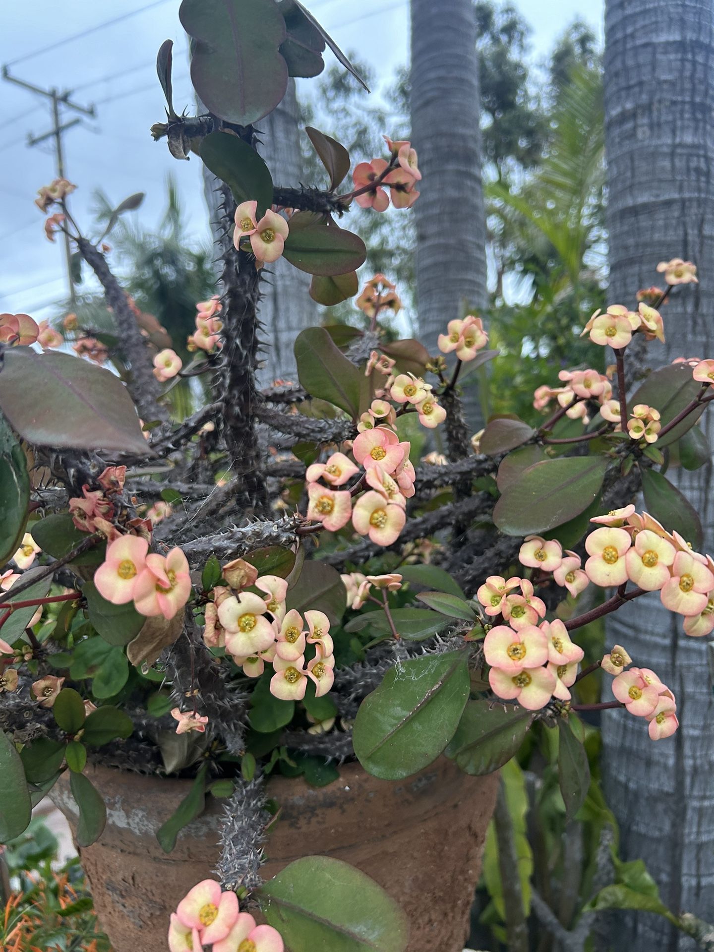 Crown Of Thorns Plant 