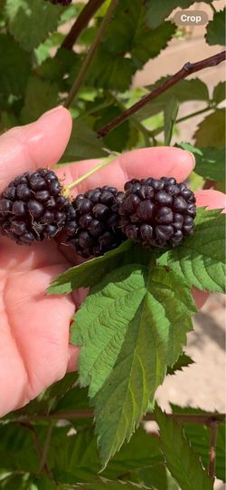 Organic 1gal pot Boysenberry plant $8 ea. or 2/$15