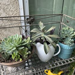 Beautiful Succulents 