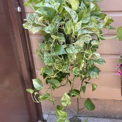 8” marble queen pothos 