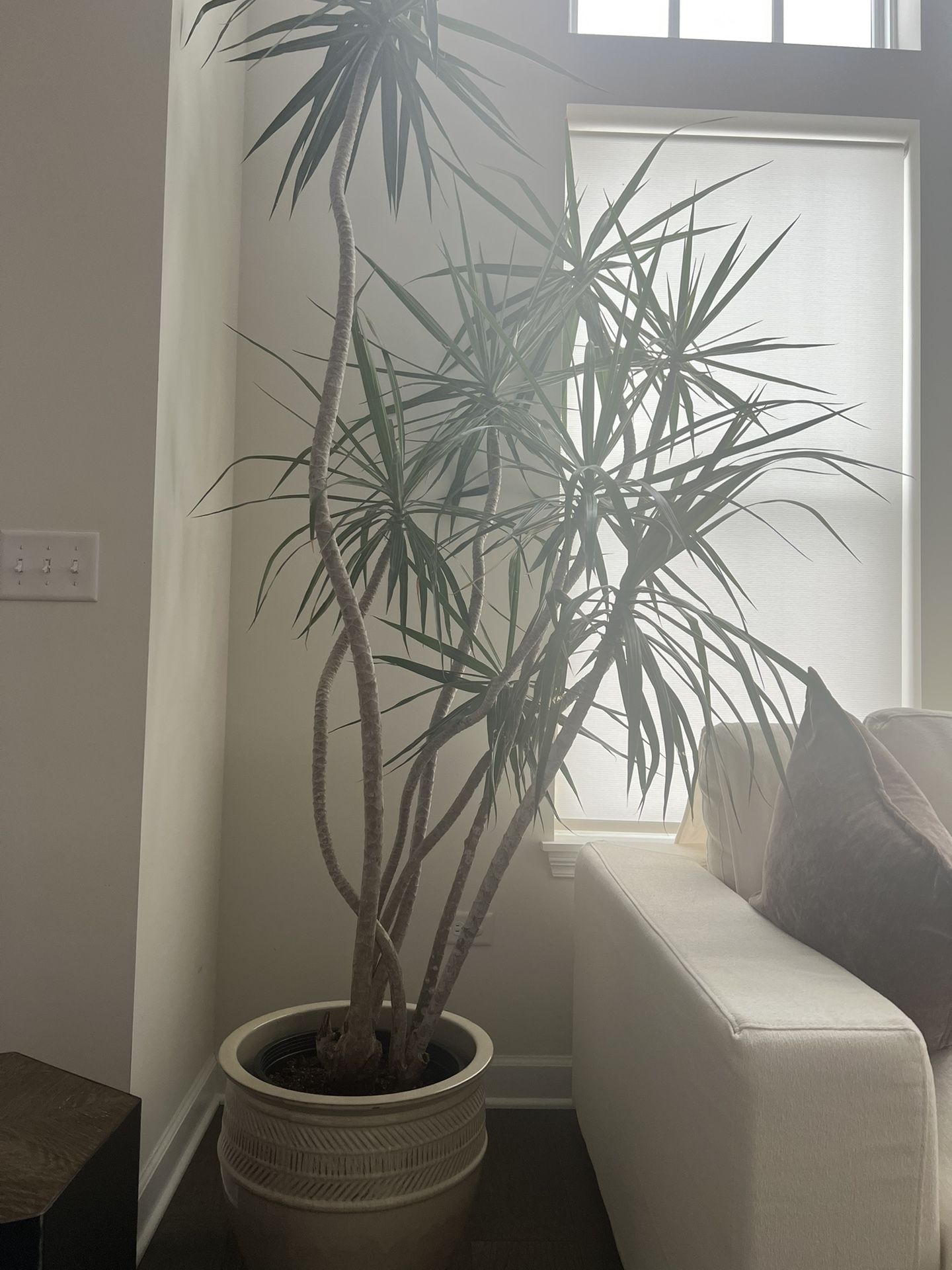 Dracaena Marginata For Sale 8ft Tall