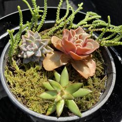 Fresh Rooted Succulents in the pot