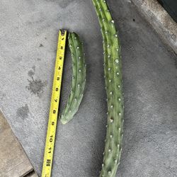 Cactus Cutting Plants Succulents 