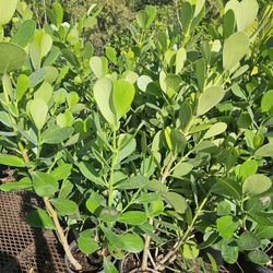 huge clusia Instant Privacy Hedge For Fence Green  About 3 feet tall Instant Privacy Hedge