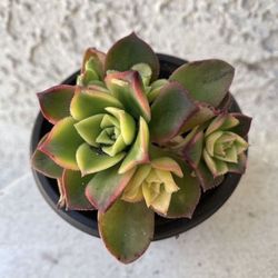 3 Inch Pot Succulent Plant - Aeonium Decorum  - Aeonium Kiwi Starburst - Rooted & Established - Drought Resistant 🪴