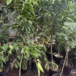 Freemont Tangerine 🍊 Trees 5F The Tall $60 Each Price Firm 