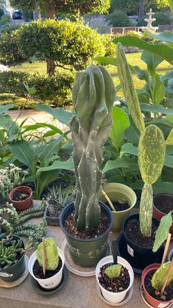 2’ tall cactus