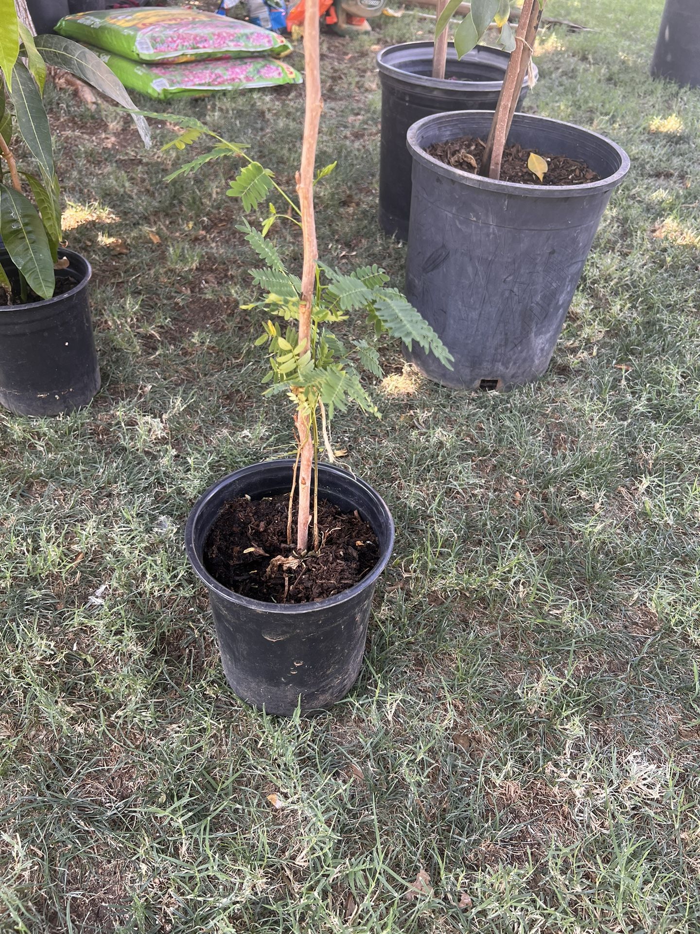 Mesquite Tree