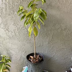 soursop trees