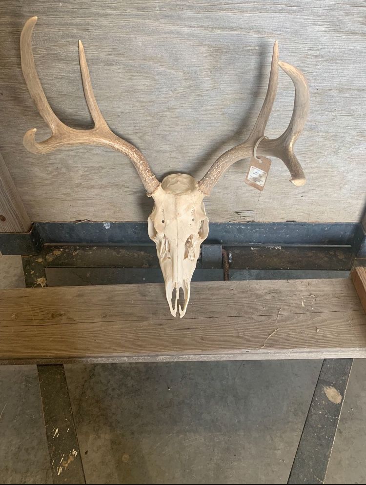 European Mount Deer