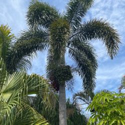 Foxtail Palms