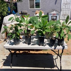 Plumeria Plants Potted Growing Flowering