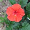 Cjasmin