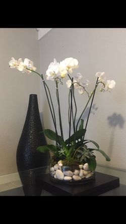 Orchids arrangements with succulents