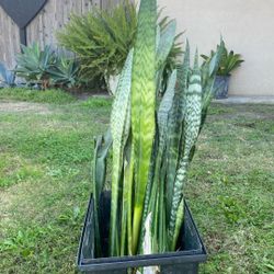 Lengua De Suegra (Monther-in-law’s Tongue)