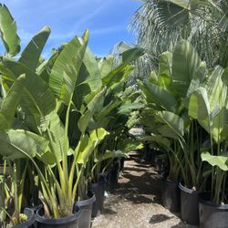 Palm Sale
