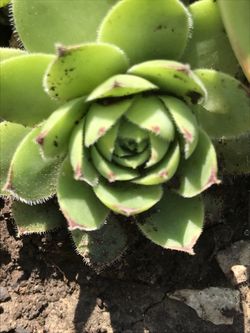 2 Live Sempervivum ( Hens And Checks ) Stonecrop Fast Shipping