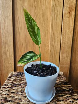 Calathea "Pinstripe" (White pot-B)