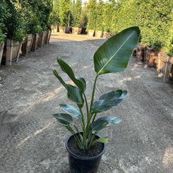 Bird Of Paradise