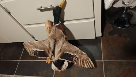 Taxidermy Duck