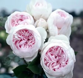Rare European, Japan rose plants : Earth Angel