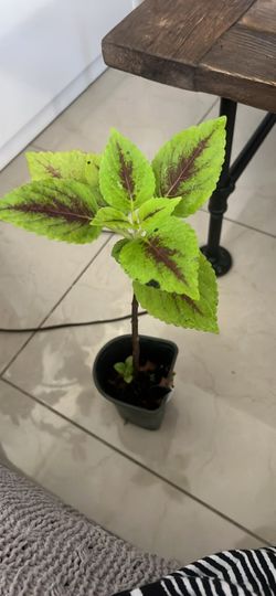 Coleus plant available