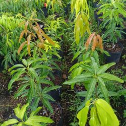 🥭🥭 MANGO FRUIT TREES GRAFTED 3GL $35