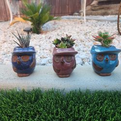 Owl Pots With Succulents