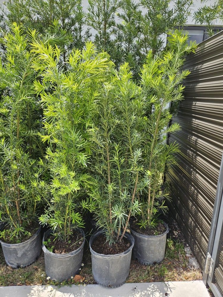 Best podocarpus In Florida all sizes available Instant Privacy Hedge For Fence Green Full