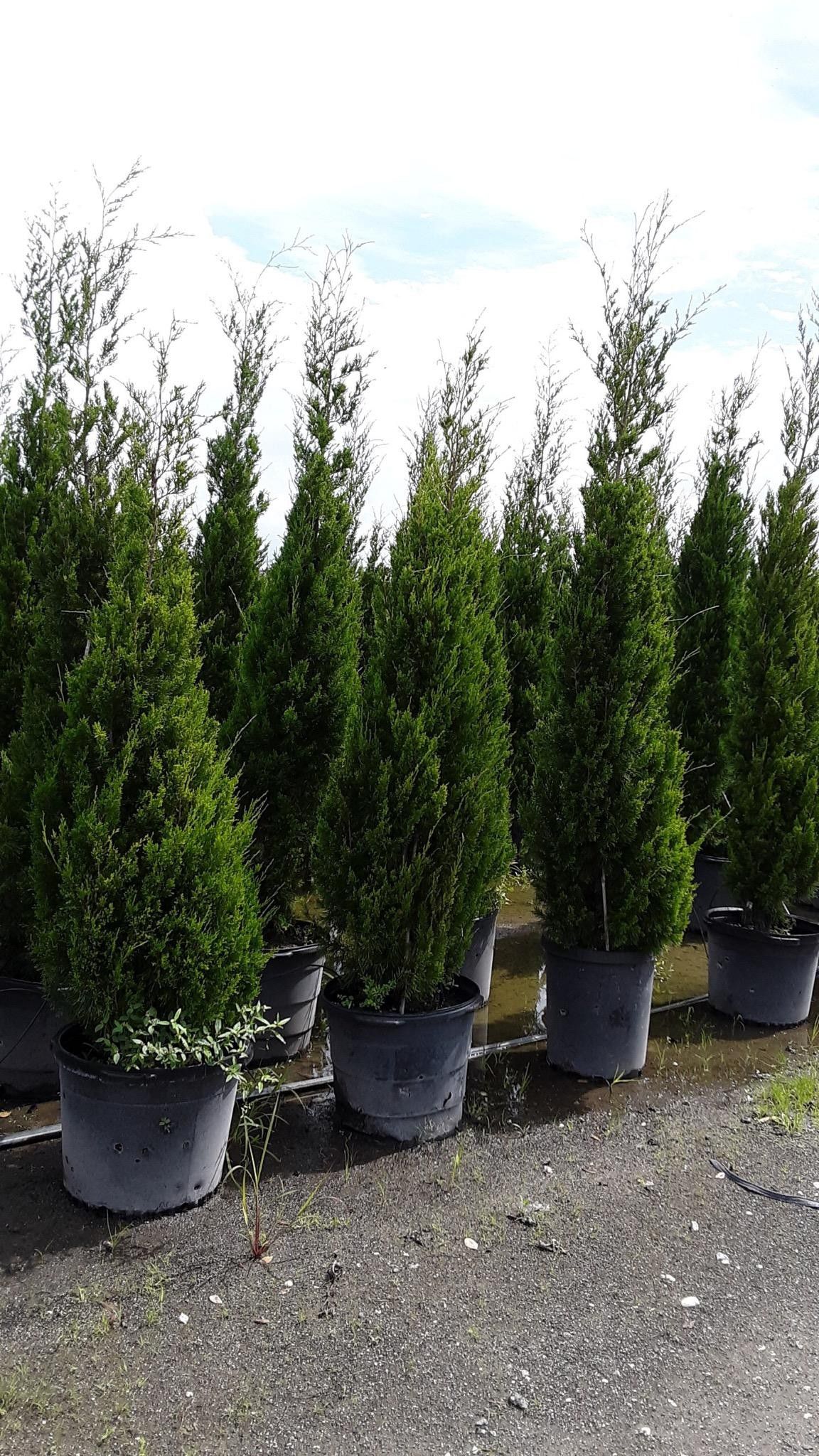 Cedar trees delivered and planted 8 foot tall