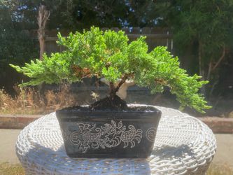 Bonsai plants for sale $45 each firm on price Bonsai plants for sale $45 each firm on price