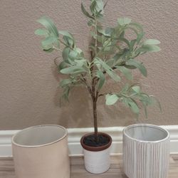 Olive Tree And Ceramic Pots 