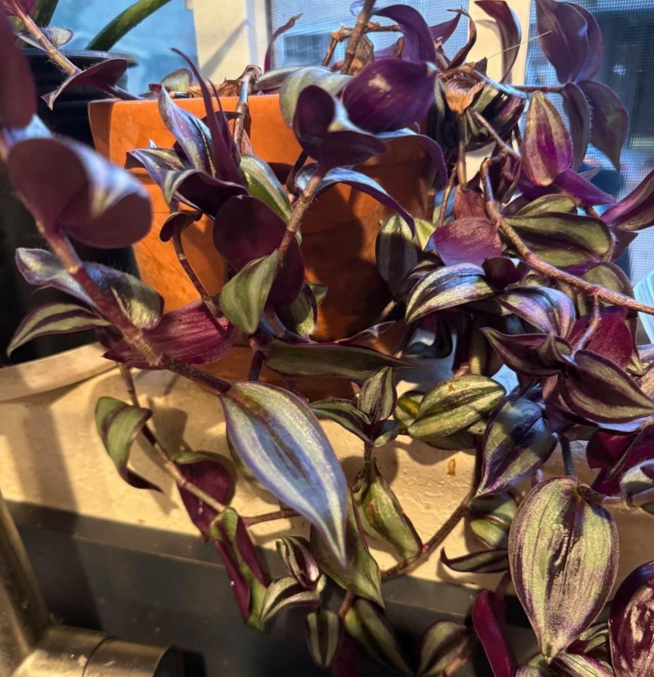 Purple/silver Ivy Plant Cuttings