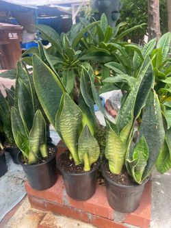 Snake plants