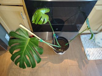 Large monstera plant
