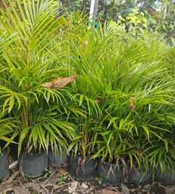 Arecas Palm Tree $16.00